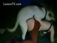 Zoo XXX DVD - White dog endows with the ecstasy of sex by fucking so awfully
